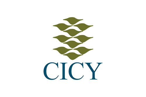 Cicy
